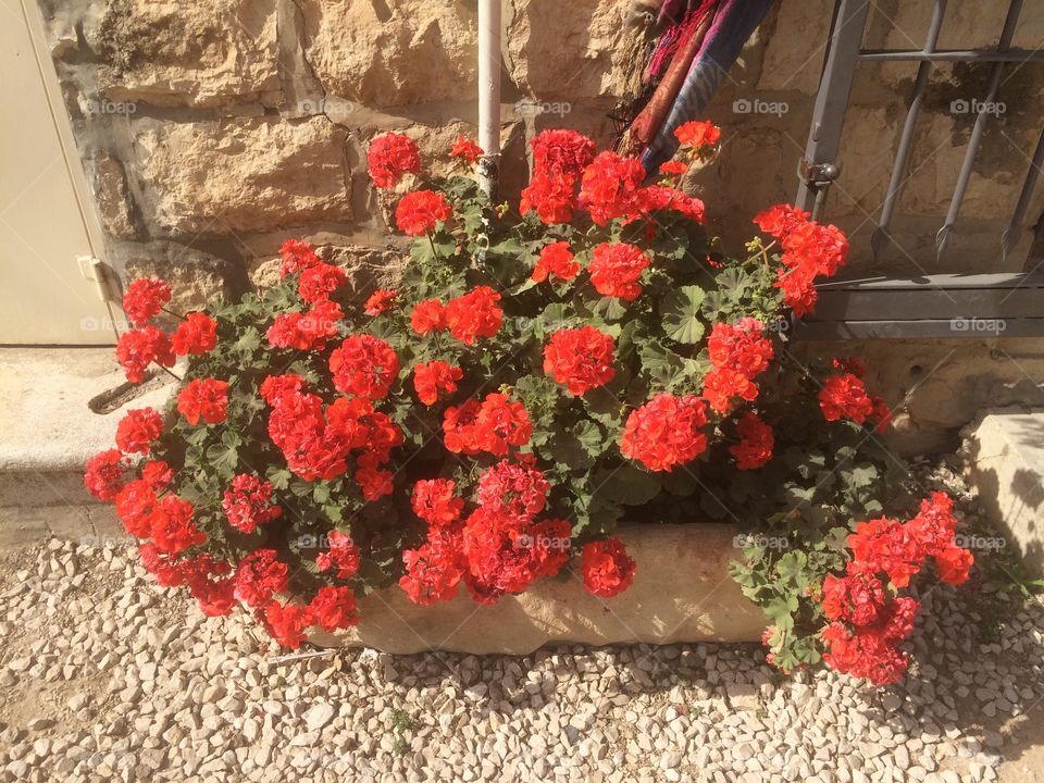 Red Flowers