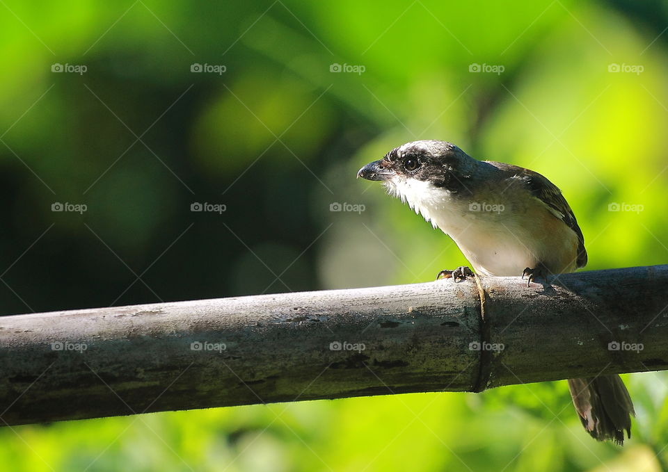 Long - tailed shrike . Morning perching on action at the dryng bambooo. Awaiting so long until reach its breakfast of insects at the ground.