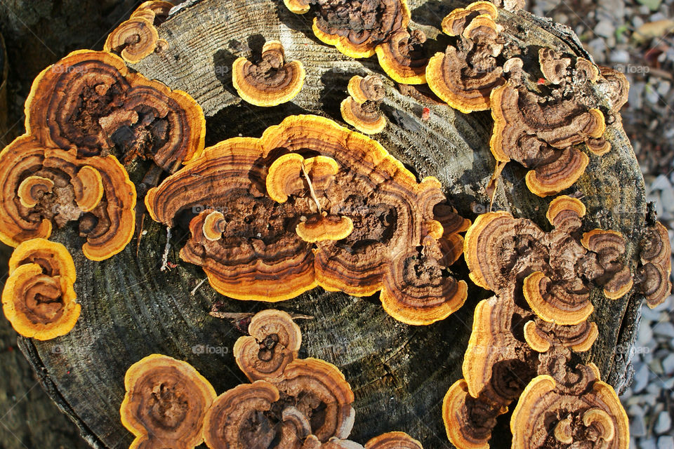 nature outdoors tree trees by somebeach