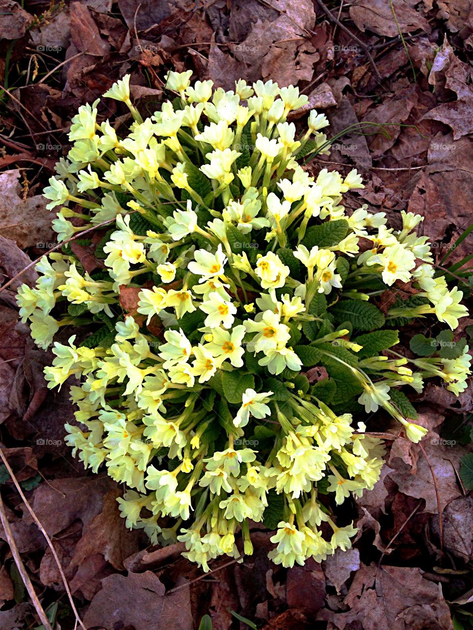 Floriferous Primrose. Primrose blooming in my spring garden