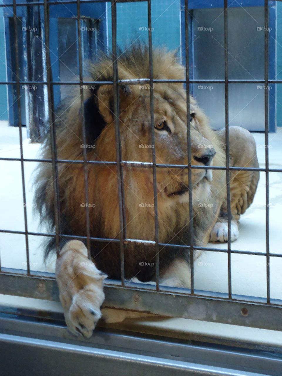 KING into the jail