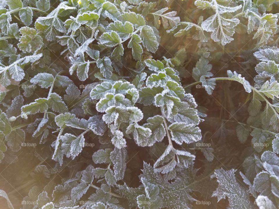 Frosty morning