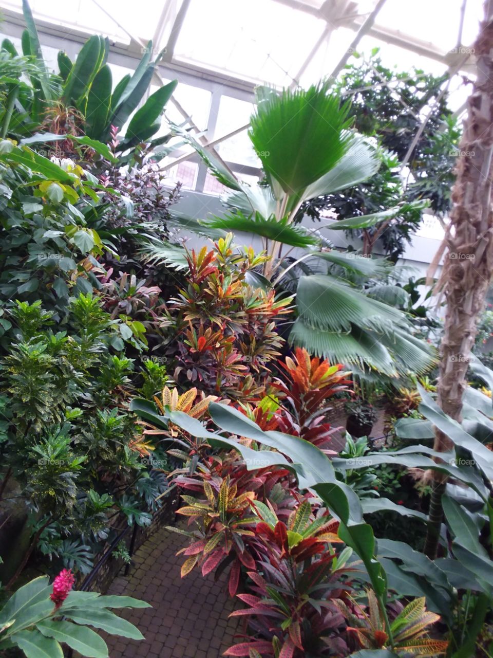 tropics Garden