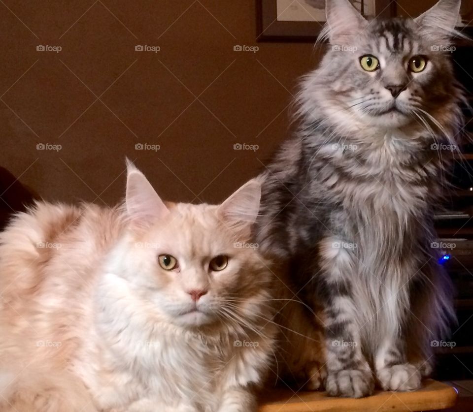 The Bro's , Frisco and Falcon.