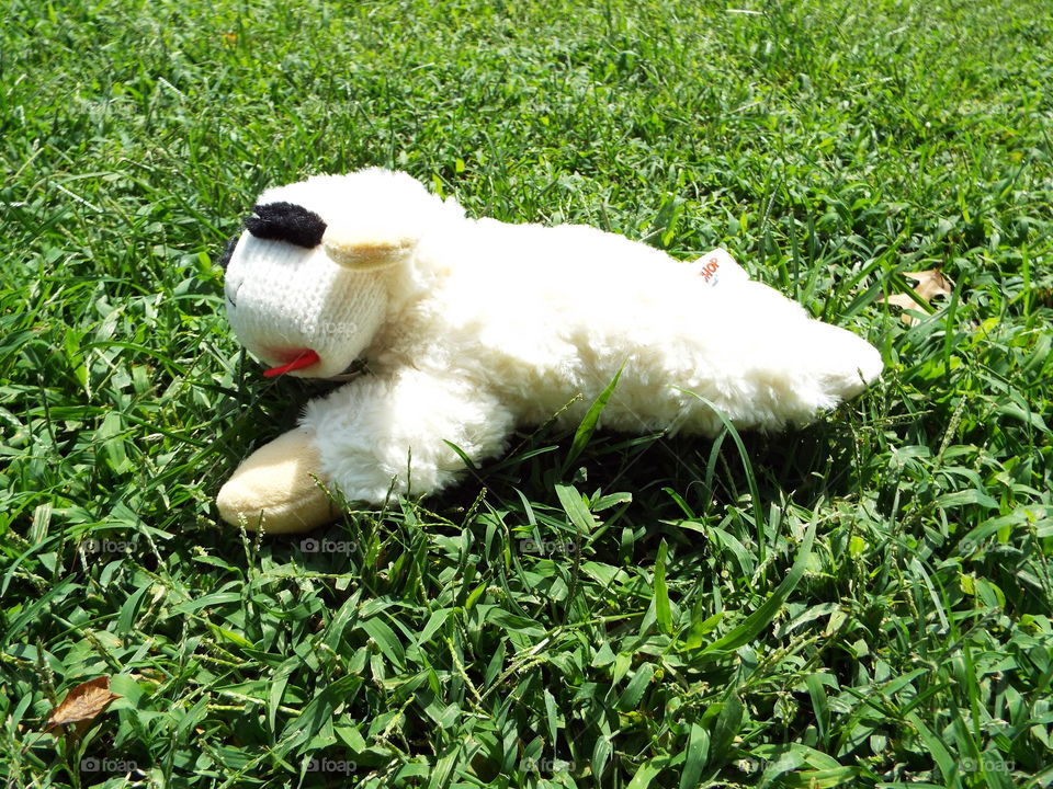 toy sheep in the grass