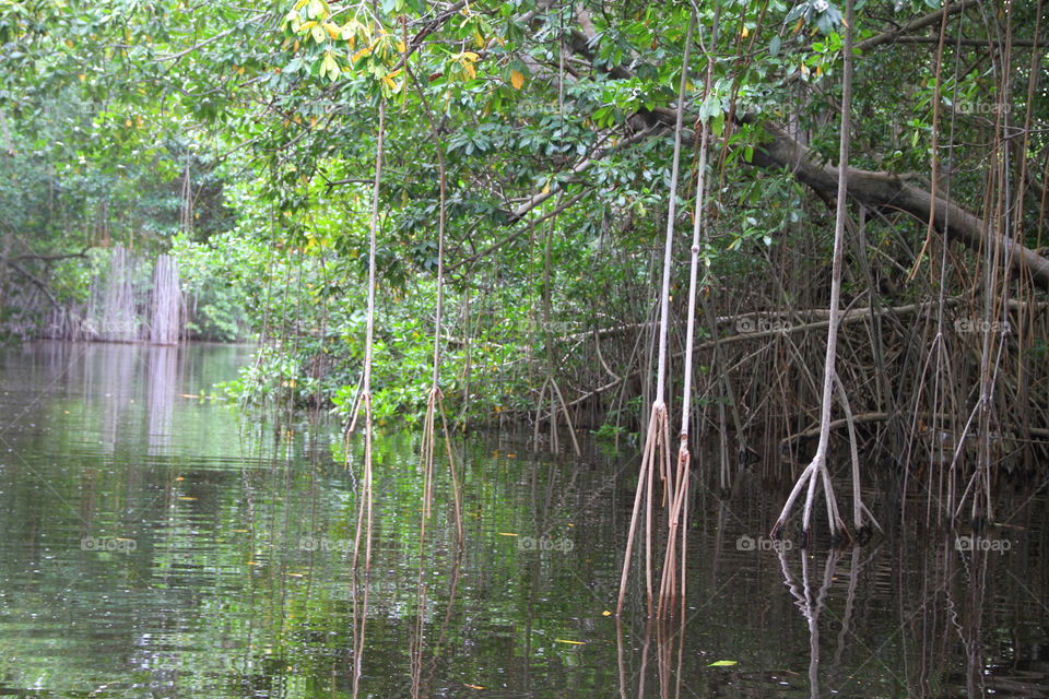 Water, Nature, Mangrove, Wood, Swamp