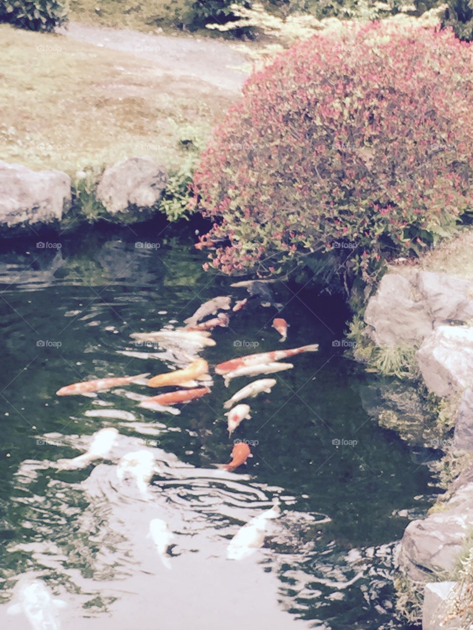 日本庭園. 鯉のいる池