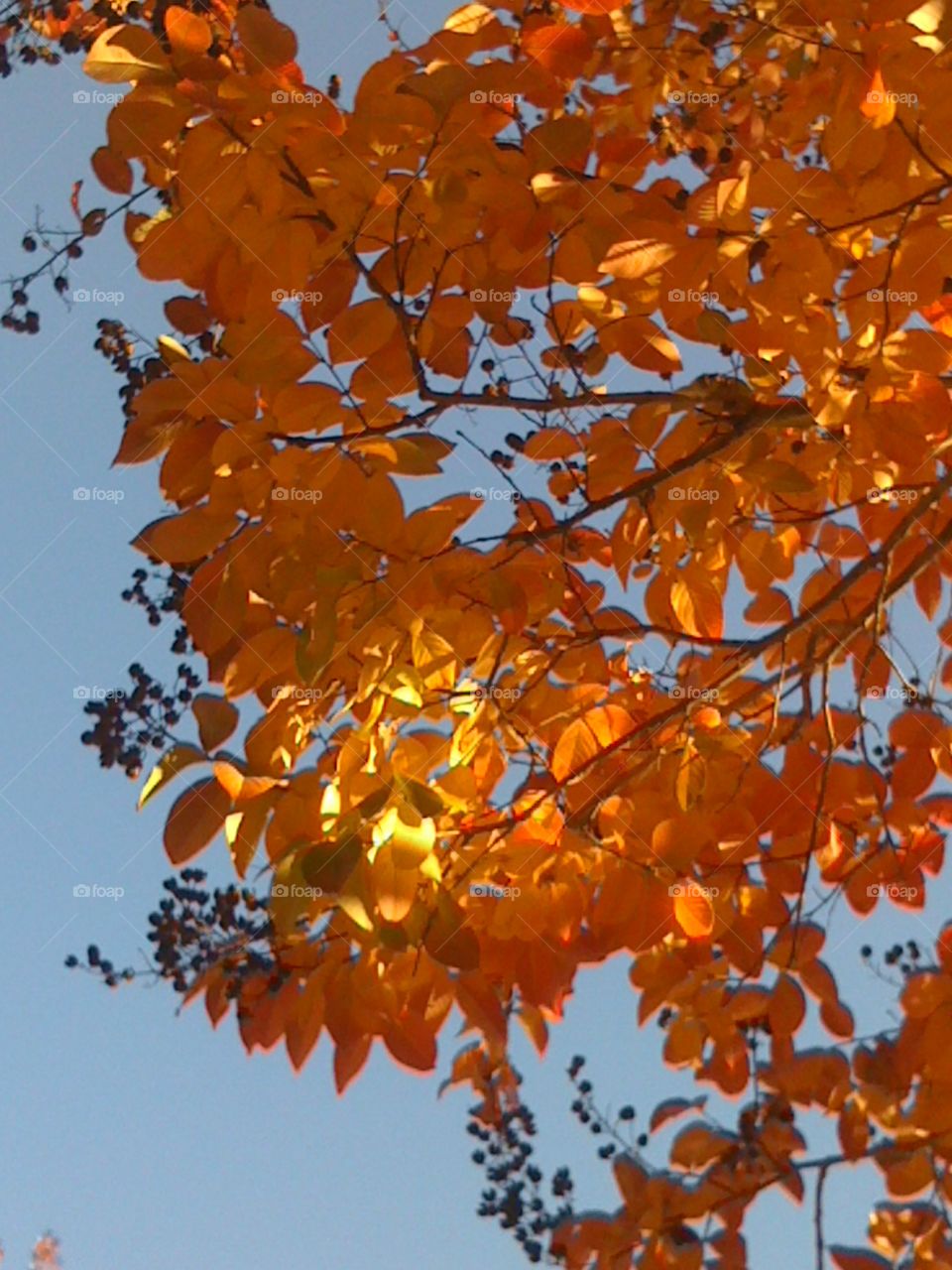 Sunlight through fall trees
