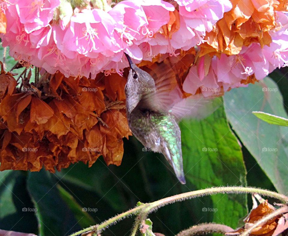 Hummingbird