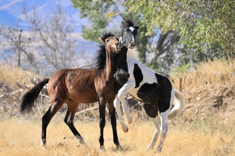 Two wild young mustang horses yearling playing in high Sierra Nevada desert in summer