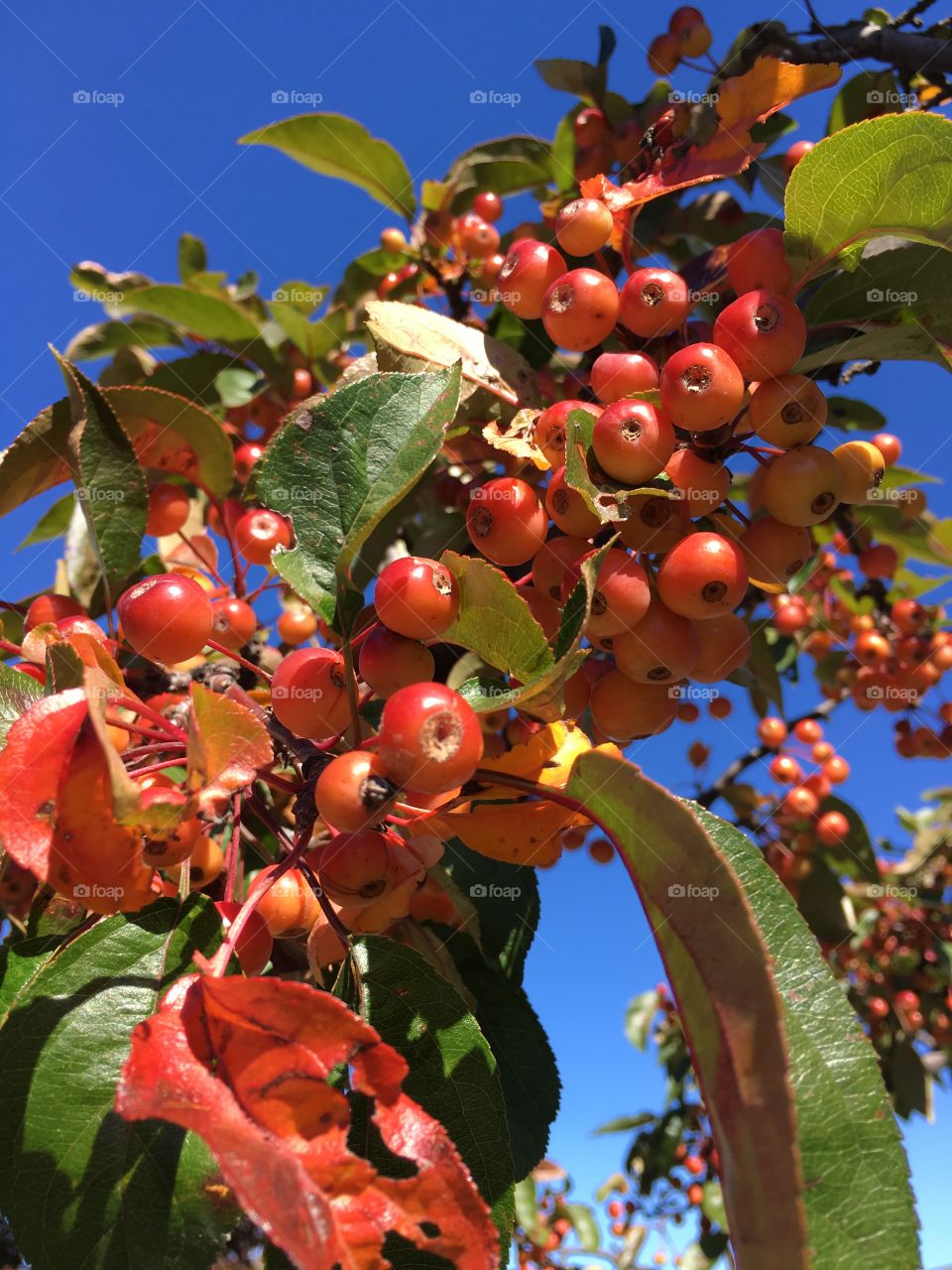 Red berries and blue sky