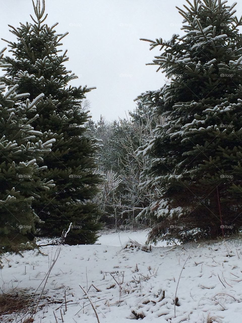 Snow and white pines