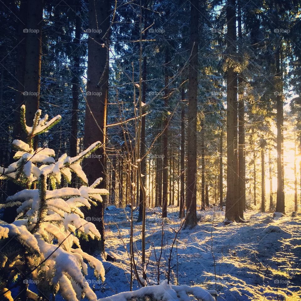 Sunlight through forest in winter