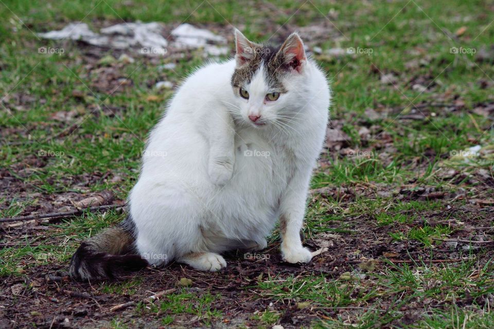 "Don't look! Can't you see, I'm cleaning myself here?"

Stray cat looking embarassed during his everyday hygiene.