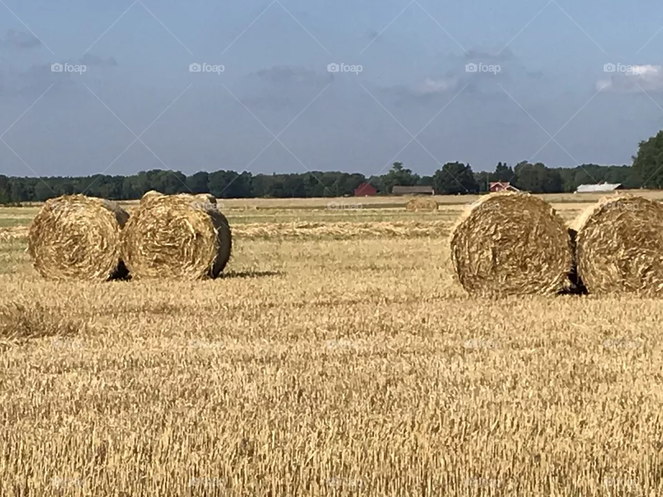 Farming