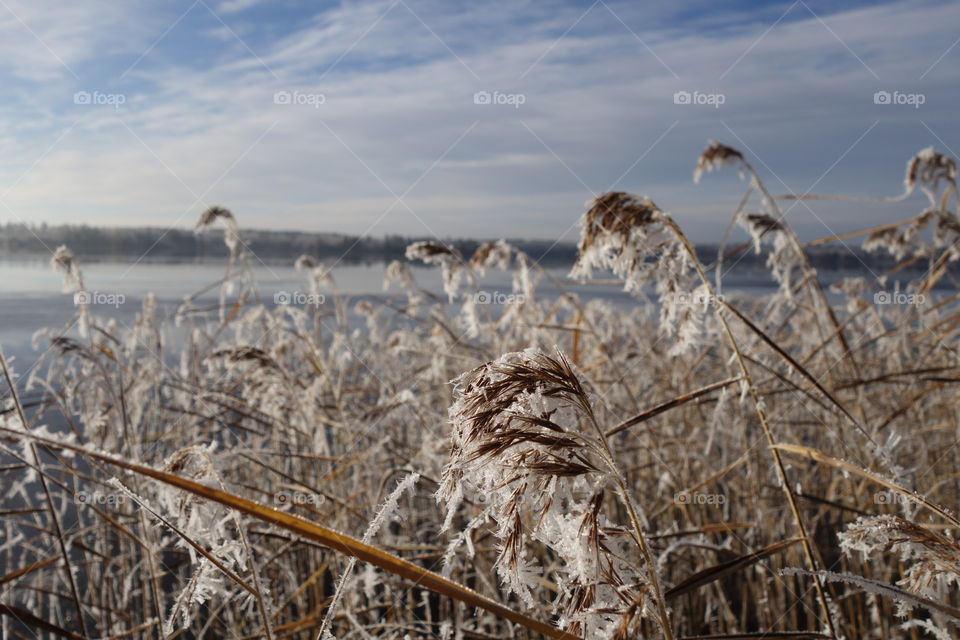 Close-up of snowy grass