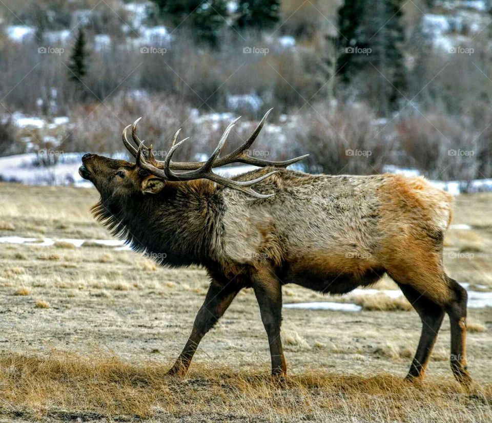 Bull Elk