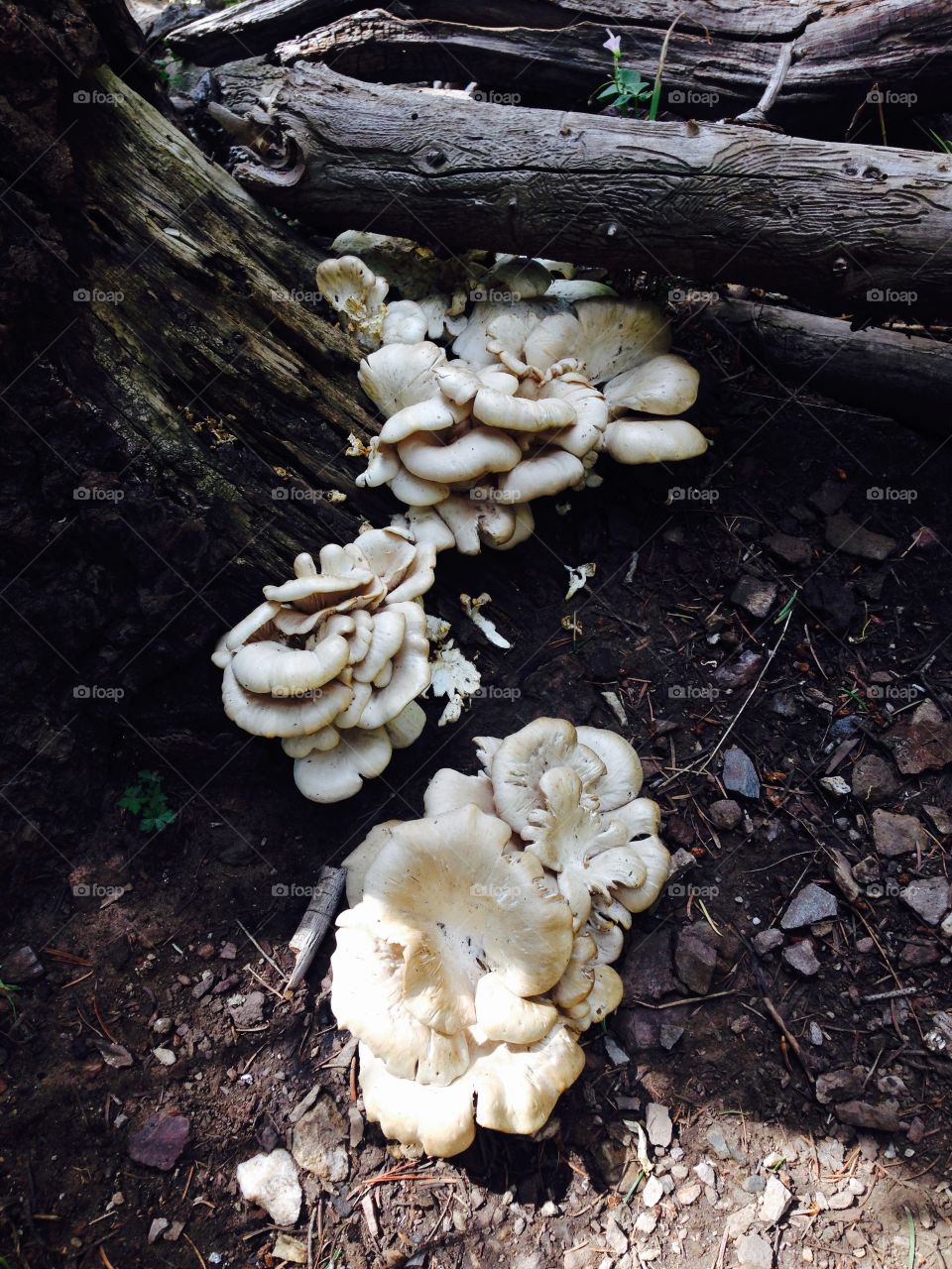 Mushrooms. Mushrooms growing off a tree found while hiking in Tucson Arizona. 