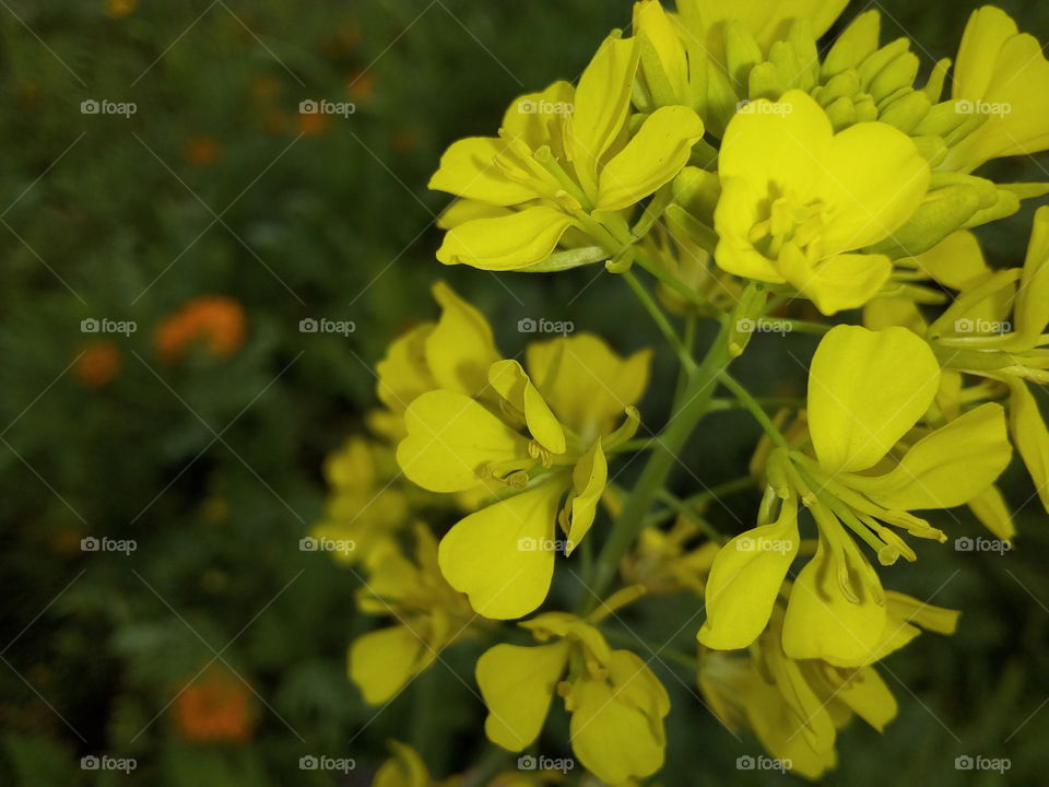 Yellow Mustard Flower