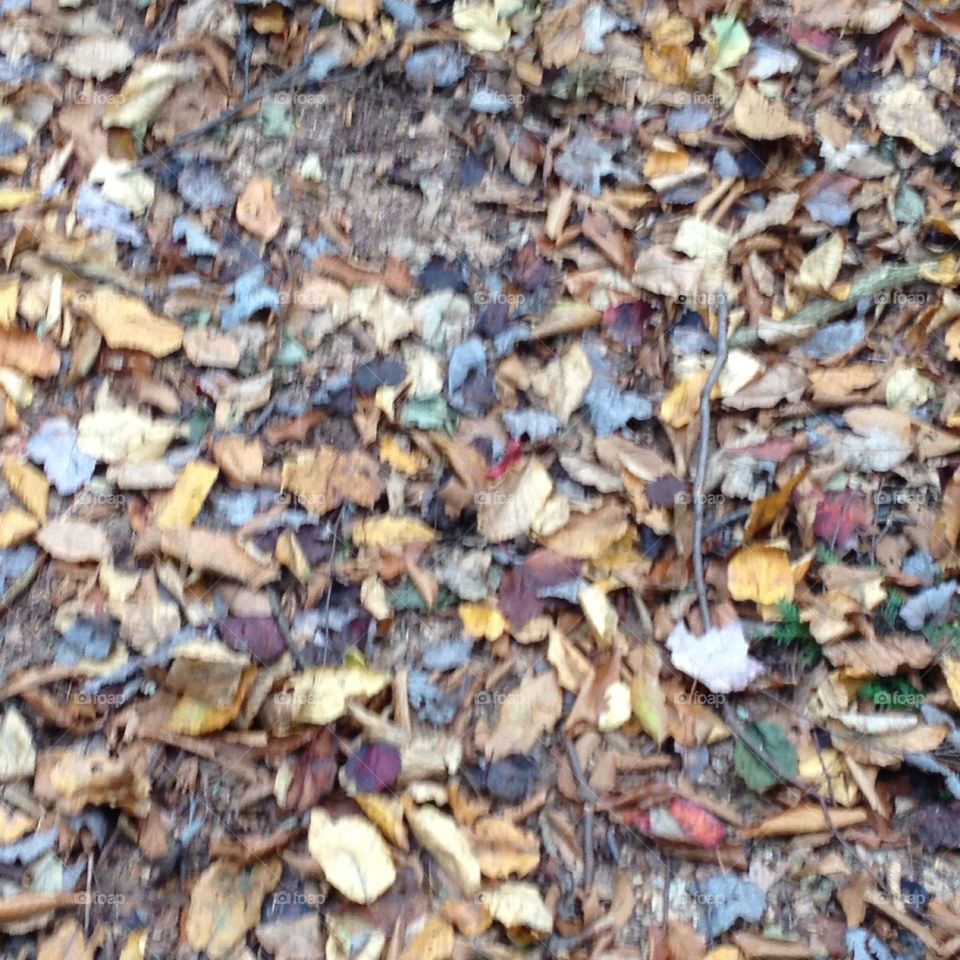 Fall Carpet