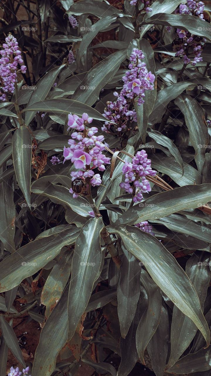 Dichorisandra Thyrsiflora, Gengibre-Azul, Trapoeraba, Marianinha, Cana-do-Brejo, flor, folhas