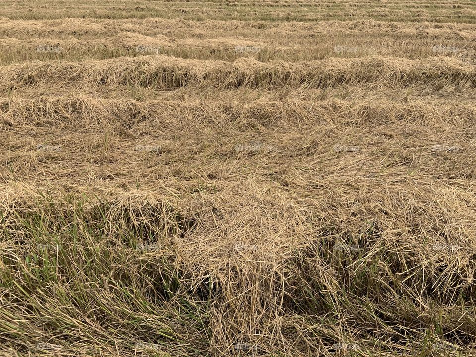 The stories of the field, Countryside (Thailand)