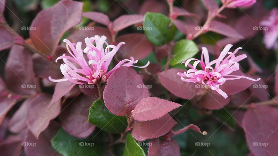Dusty pink pastel colored stringy flowers with hairy leaves