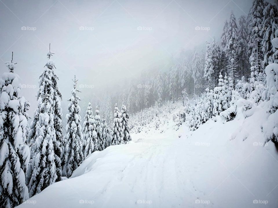 Winter fairy tale in the mountains.  On the snowy mountain there are Christmas trees in the snow, which are bent under the weight of the snow.  Fog in the background of a winter landscape