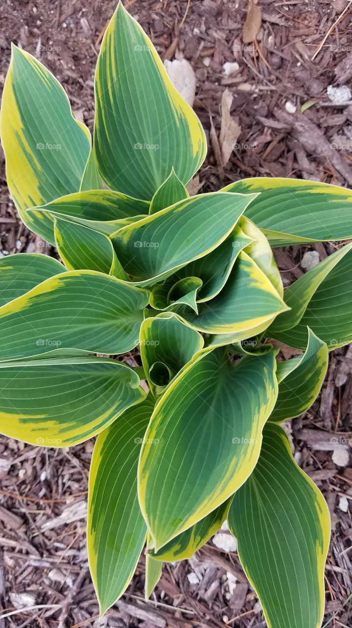 hosta blooming