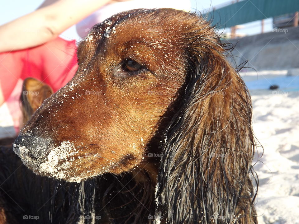 red dog on the background of the sea