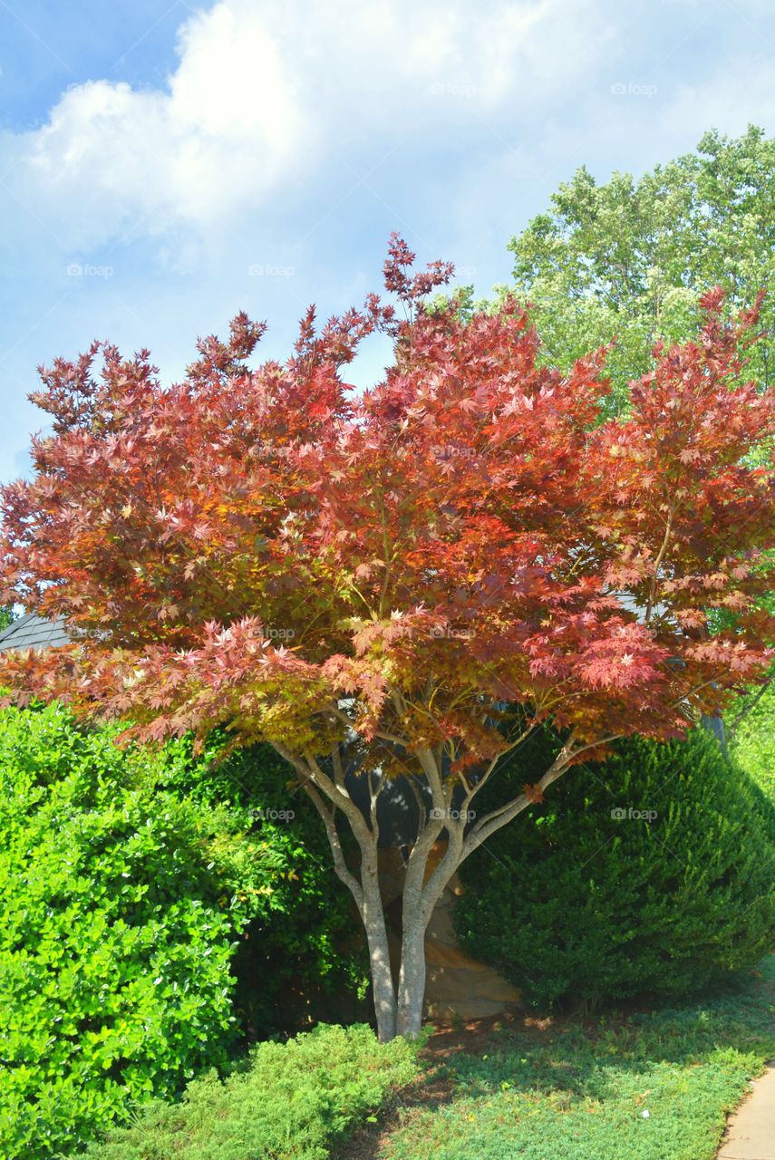 Red Maple 1