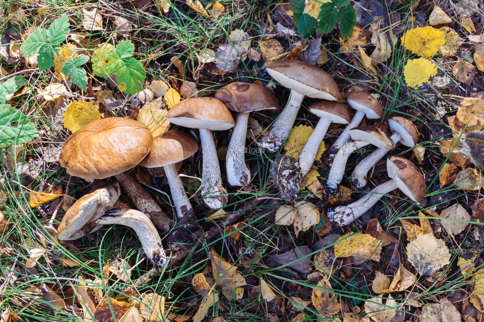 Mushroom bonanza 