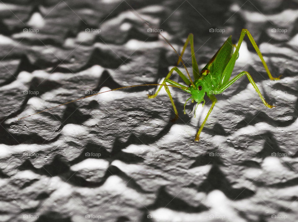 green macro summer insects by chris7ben