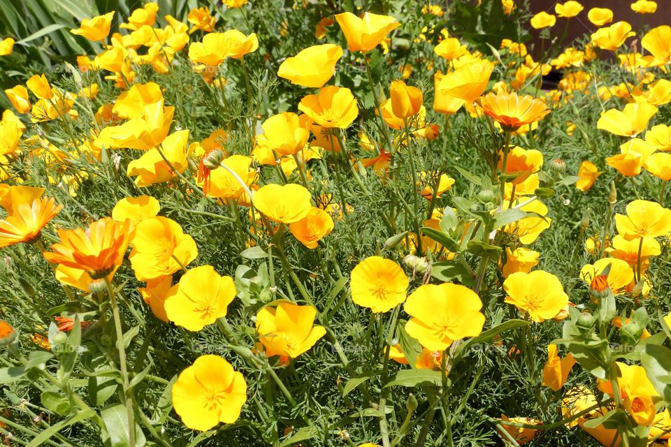 Beautiful yellow flowers in a garden