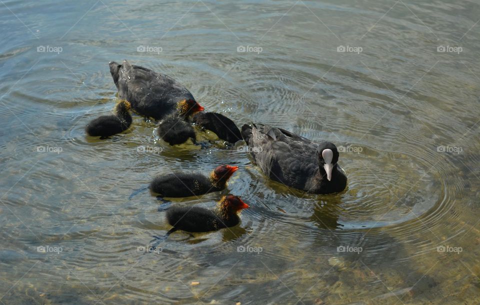 black ducks with ducklings summer time