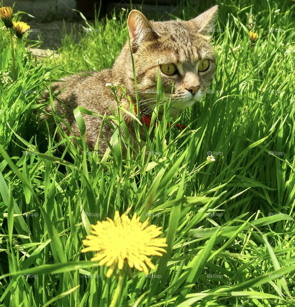 The cat walks in the green grass