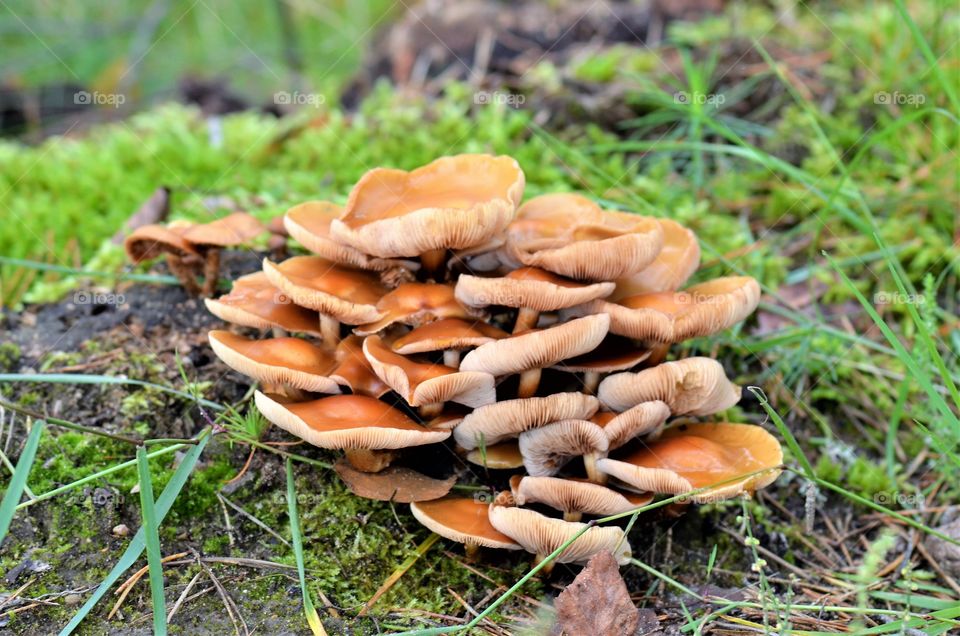 Forest mushrooms