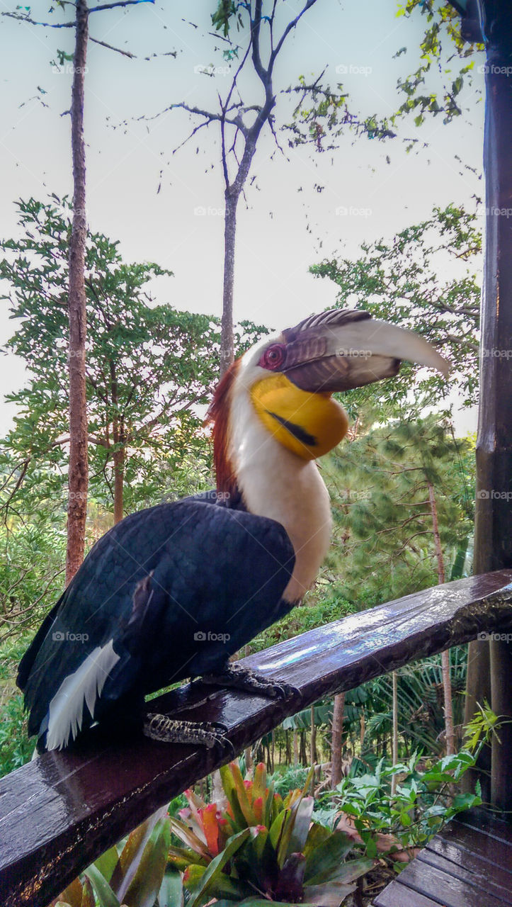 The Hornbill