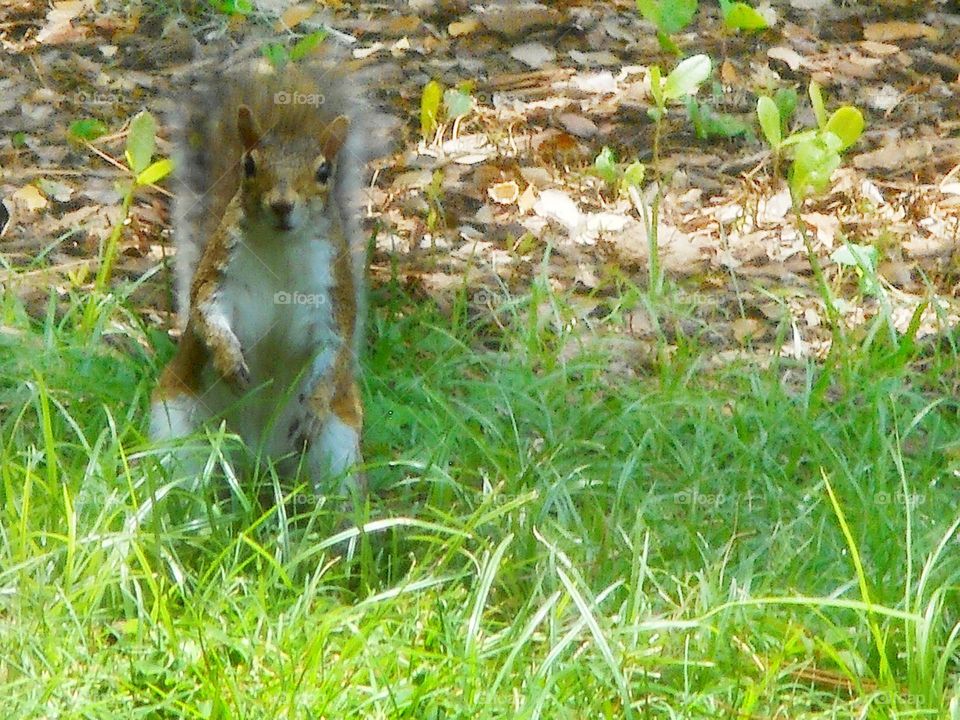 A brown and white squirrel stands in grass with a surprised look on his face, at Lake Lily Park in Maitland, Florida.