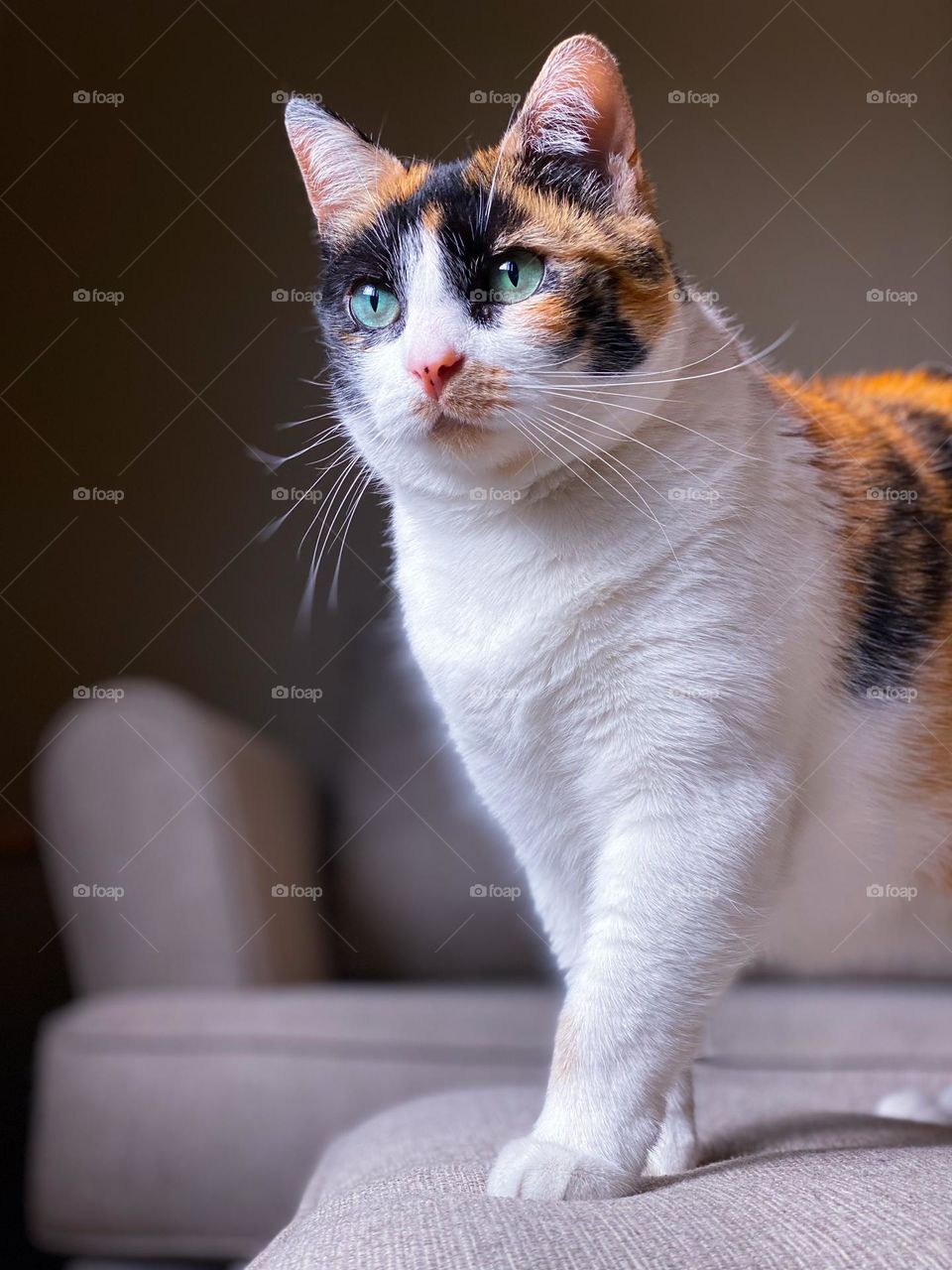 Full length calico cat standing on a couch 