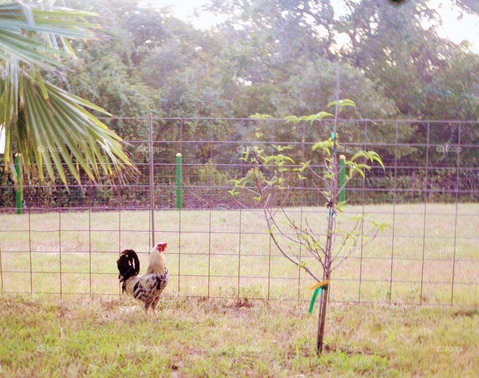 To enjoy a good morning it is good to start it off with the noises of ranch animals and birds chirping in the trees. 
