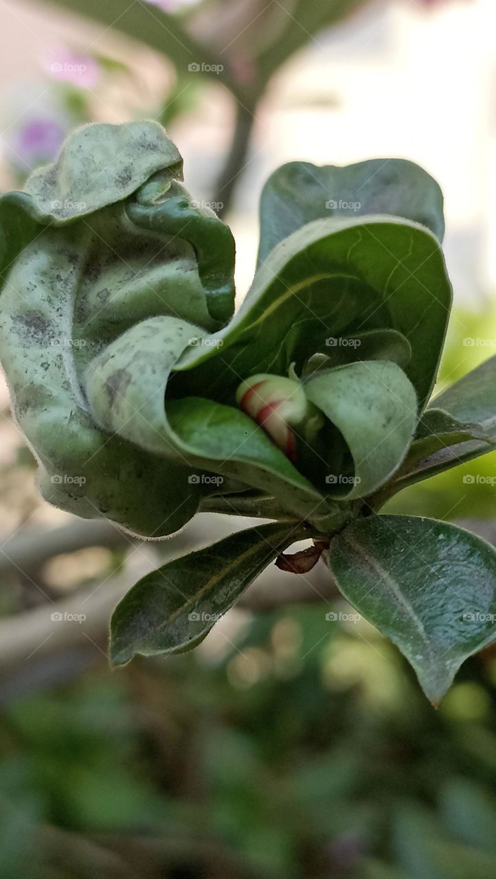 struggle for its tiny pink adanium flower