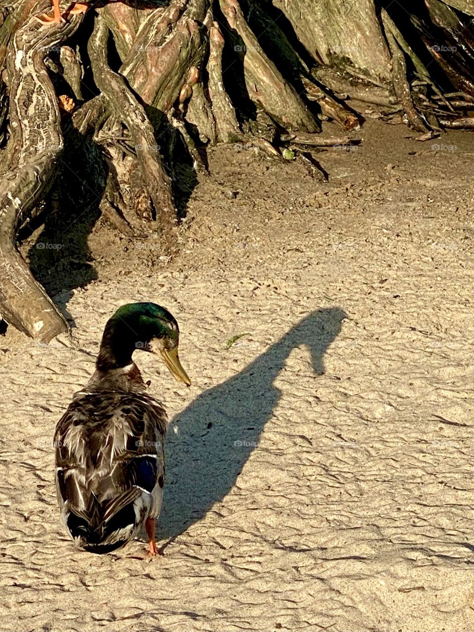 Duck Double (shadow)