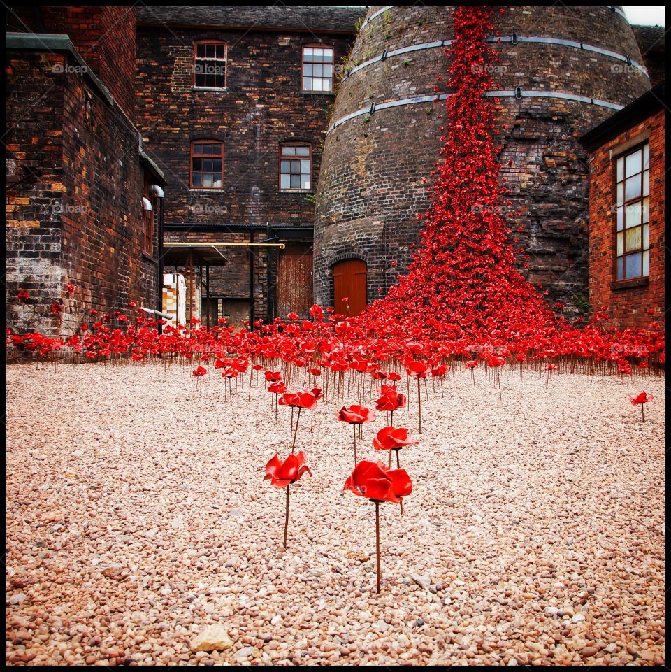 Remembrance weeping poppies
