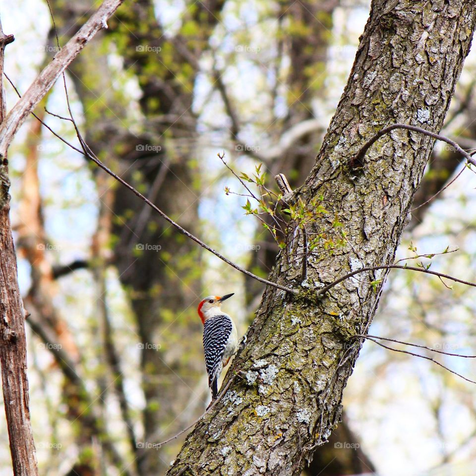 Ready to peck 