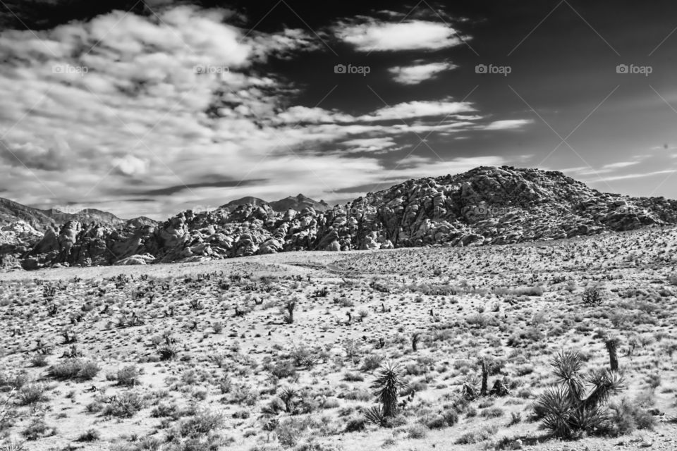Red Rock Canyon , Mojave Desert , near Las Vegas , Nevada.