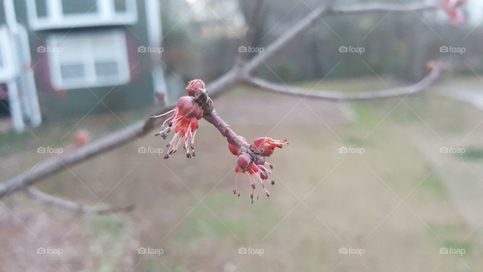 Flowering