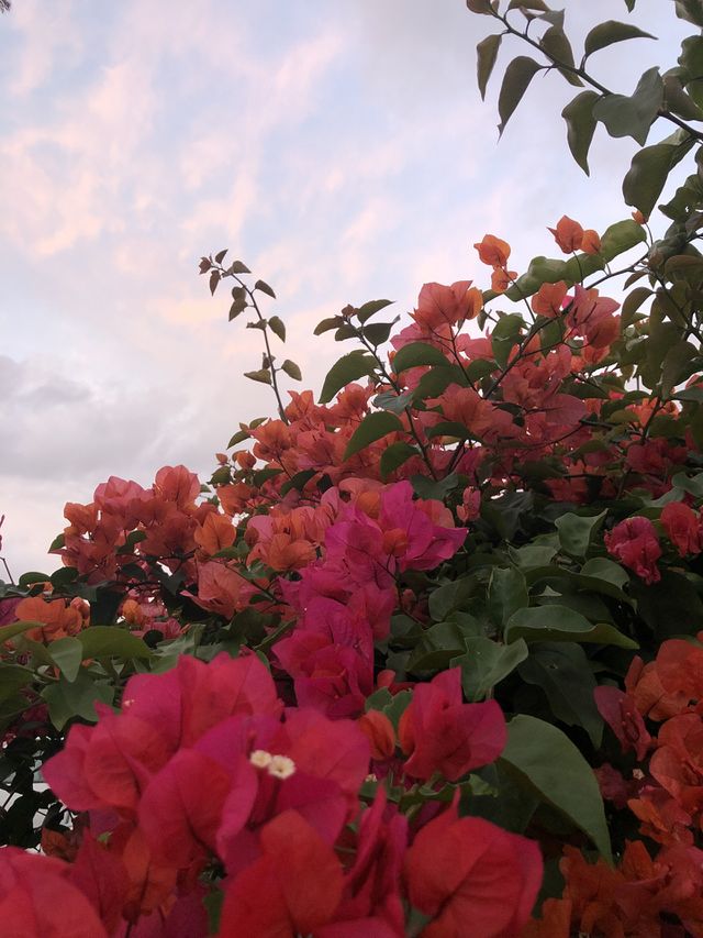 Bougainvillea against pastel skies