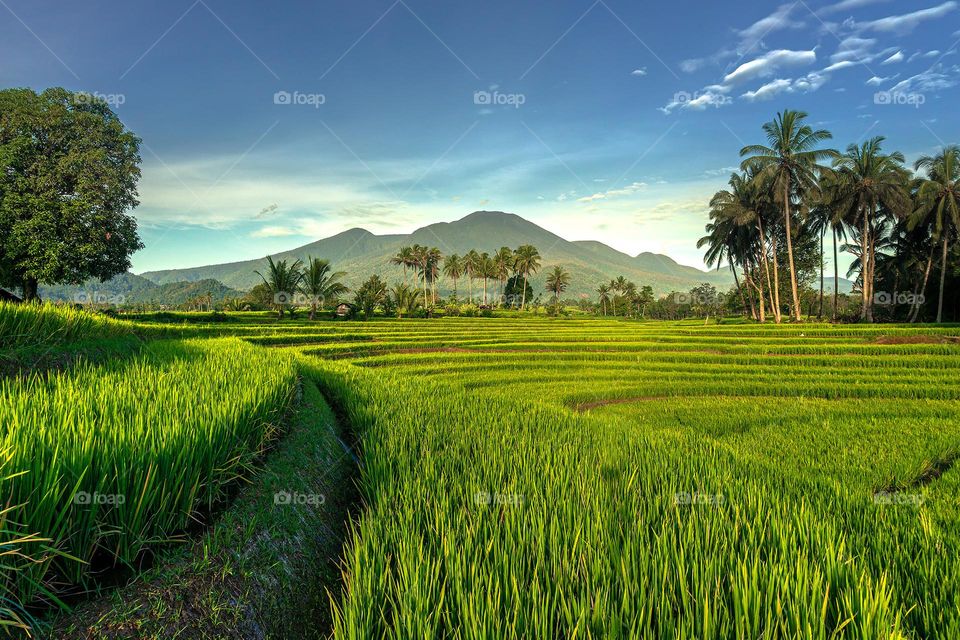 Beautiful green Rice Fields