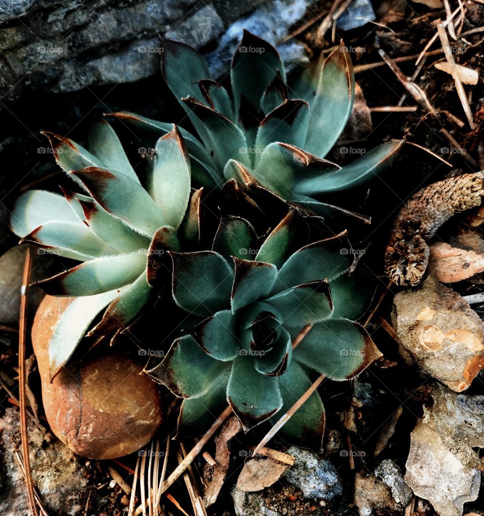 Hens and chicks filtered